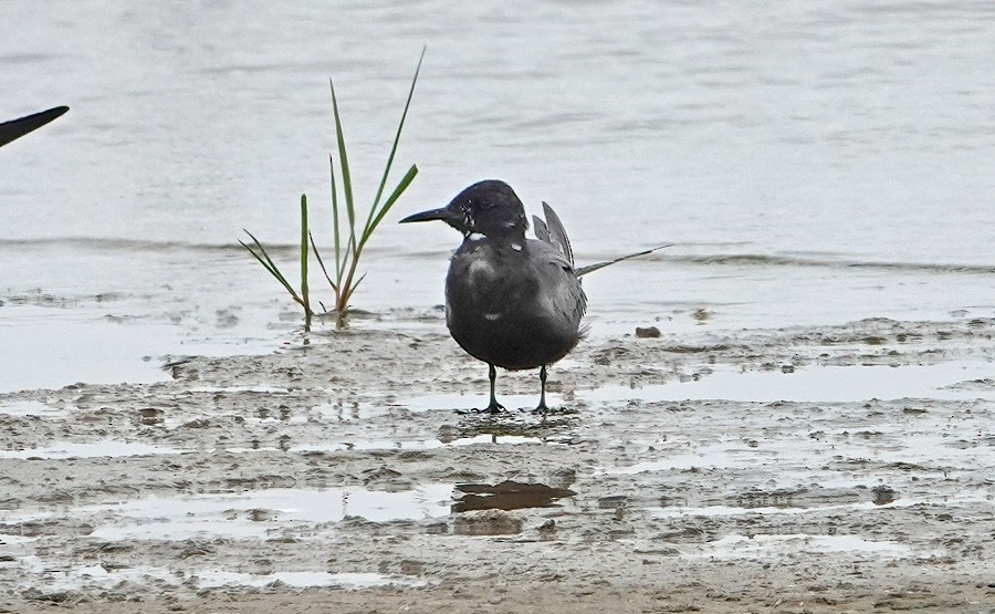 Black Tern - George Chapman