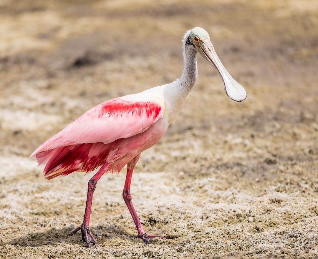 Roseate Spoonbill - Eric Dyck