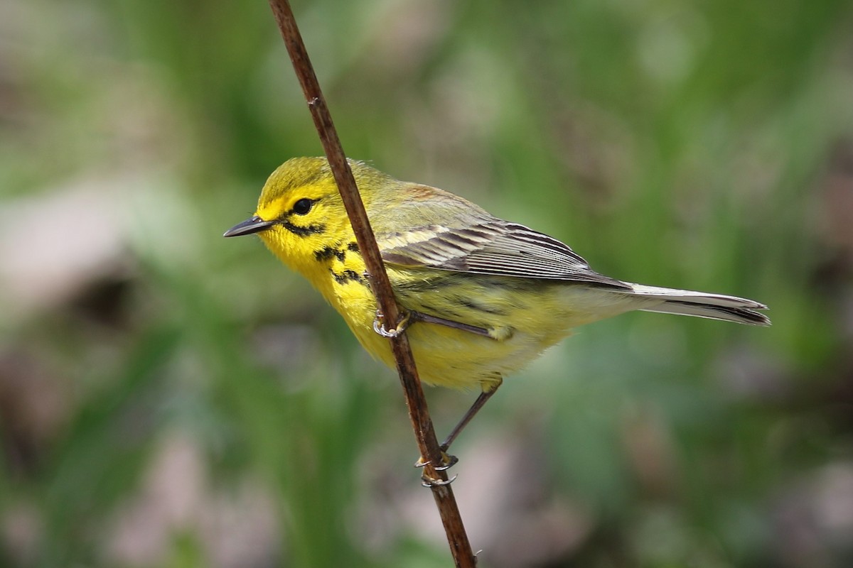 Prairie Warbler - James Kerner