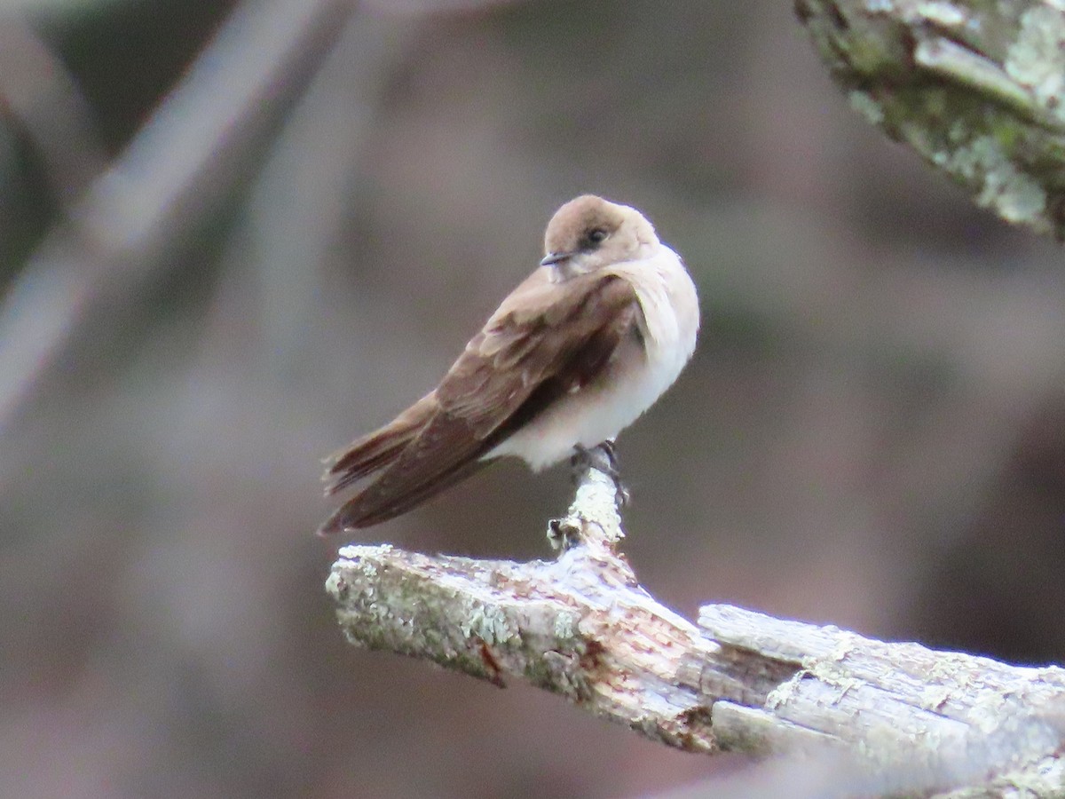 Northern Rough-winged Swallow - ML561460211