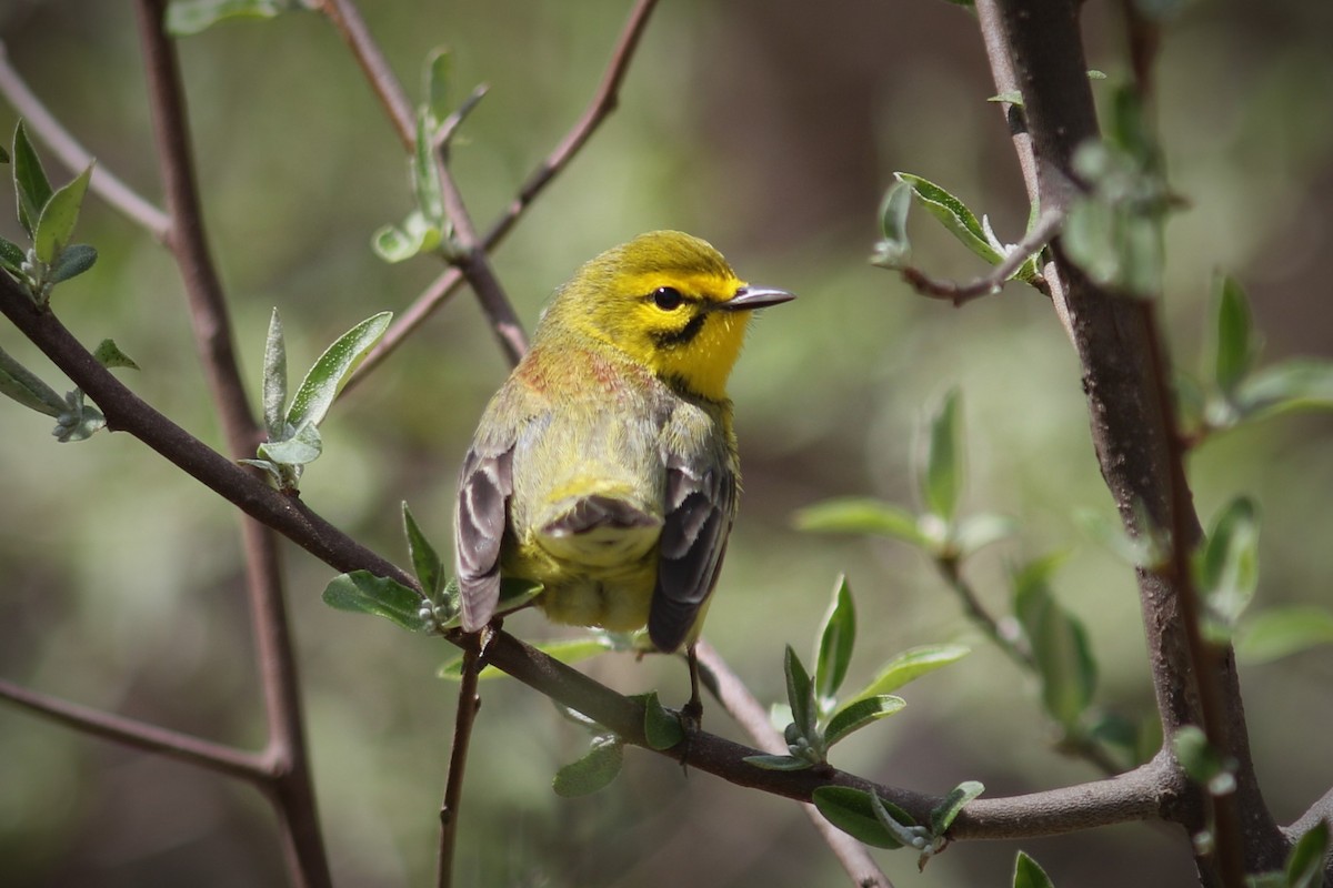 Prairie Warbler - ML561460901