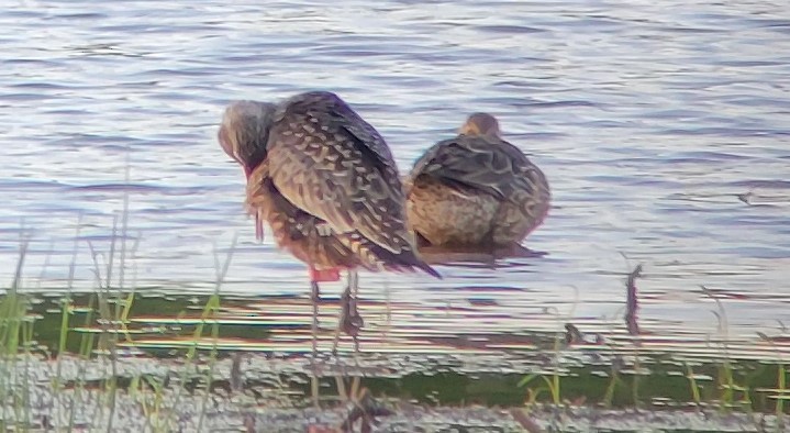 Hudsonian Godwit - ML561461571