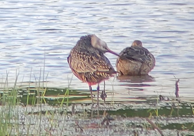 Hudsonian Godwit - David Price