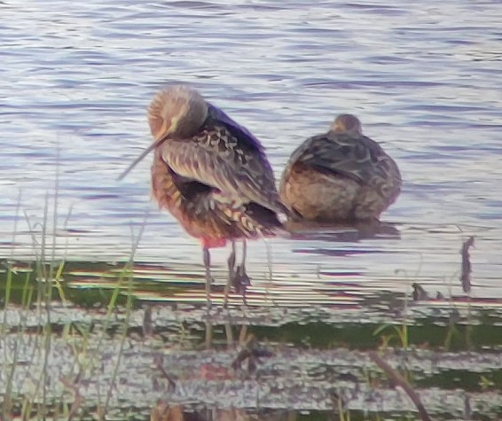 Hudsonian Godwit - ML561461591