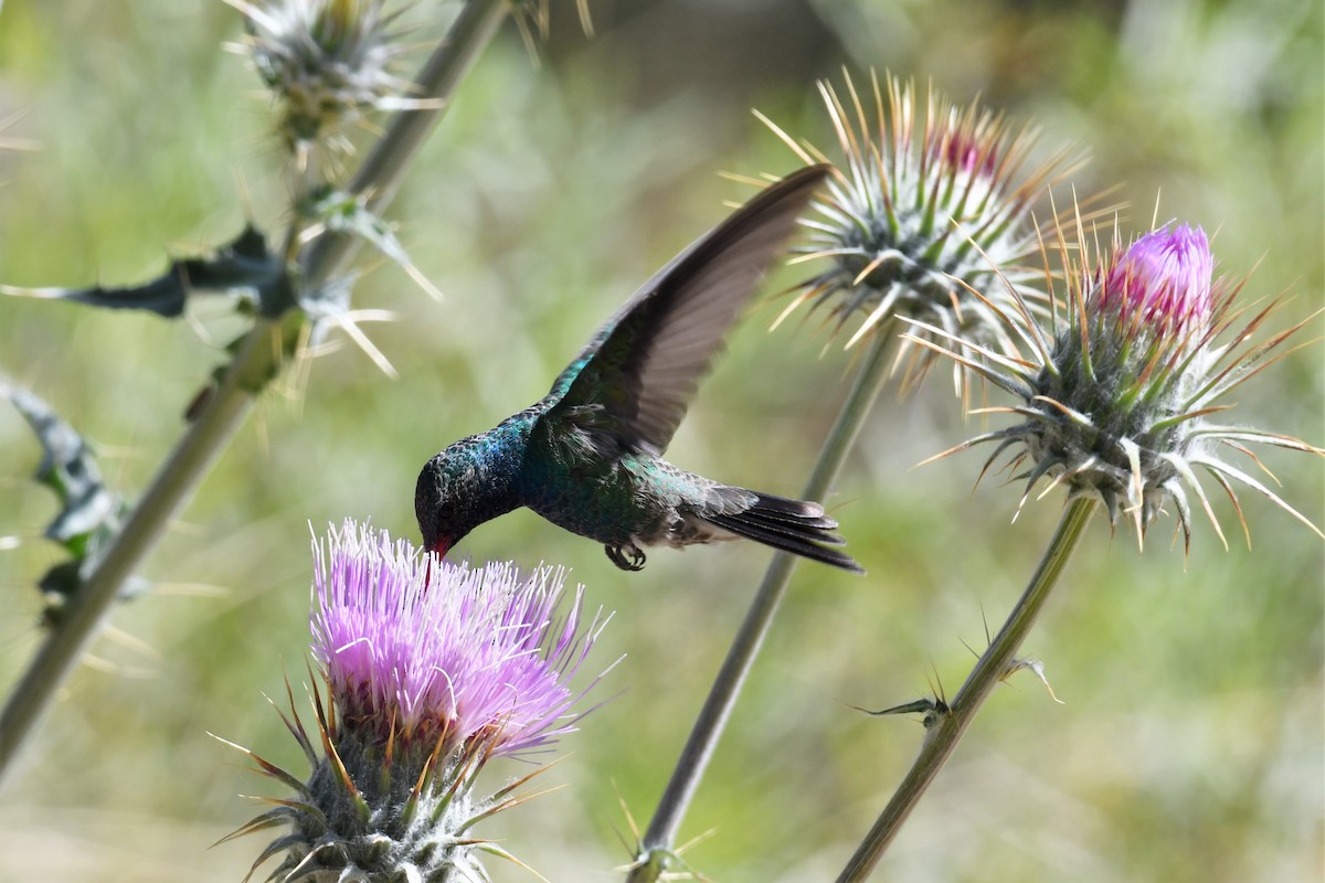 Broad-billed Hummingbird - ML561462181