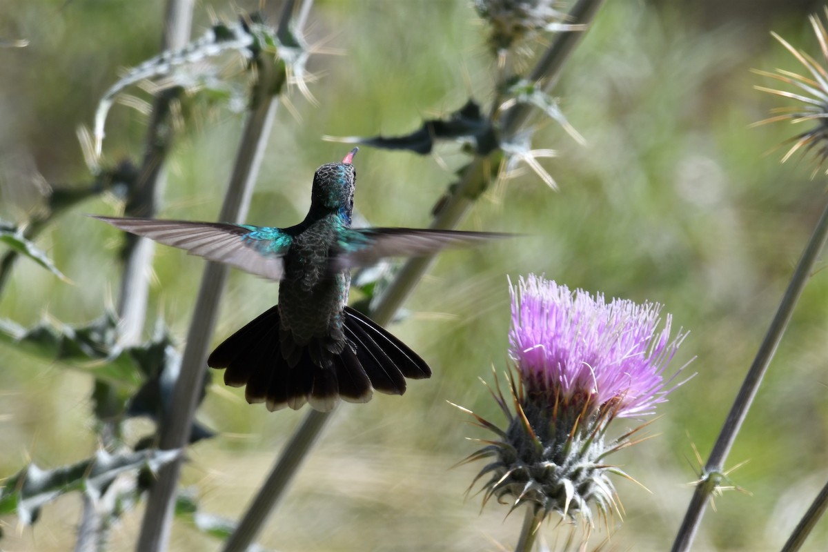 Broad-billed Hummingbird - ML561462191