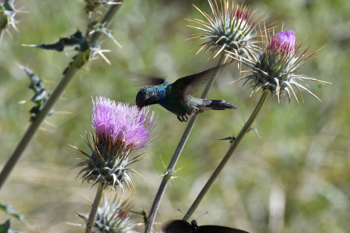Broad-billed Hummingbird - David Lawton