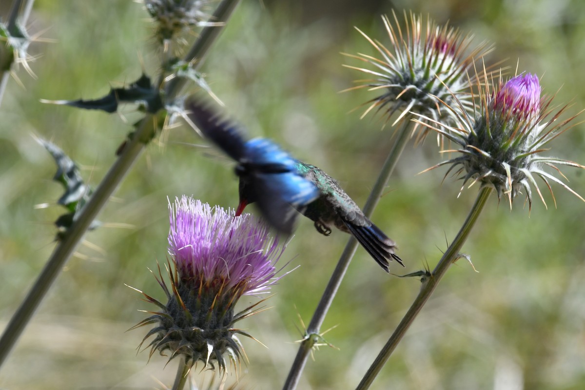 Broad-billed Hummingbird - ML561462421