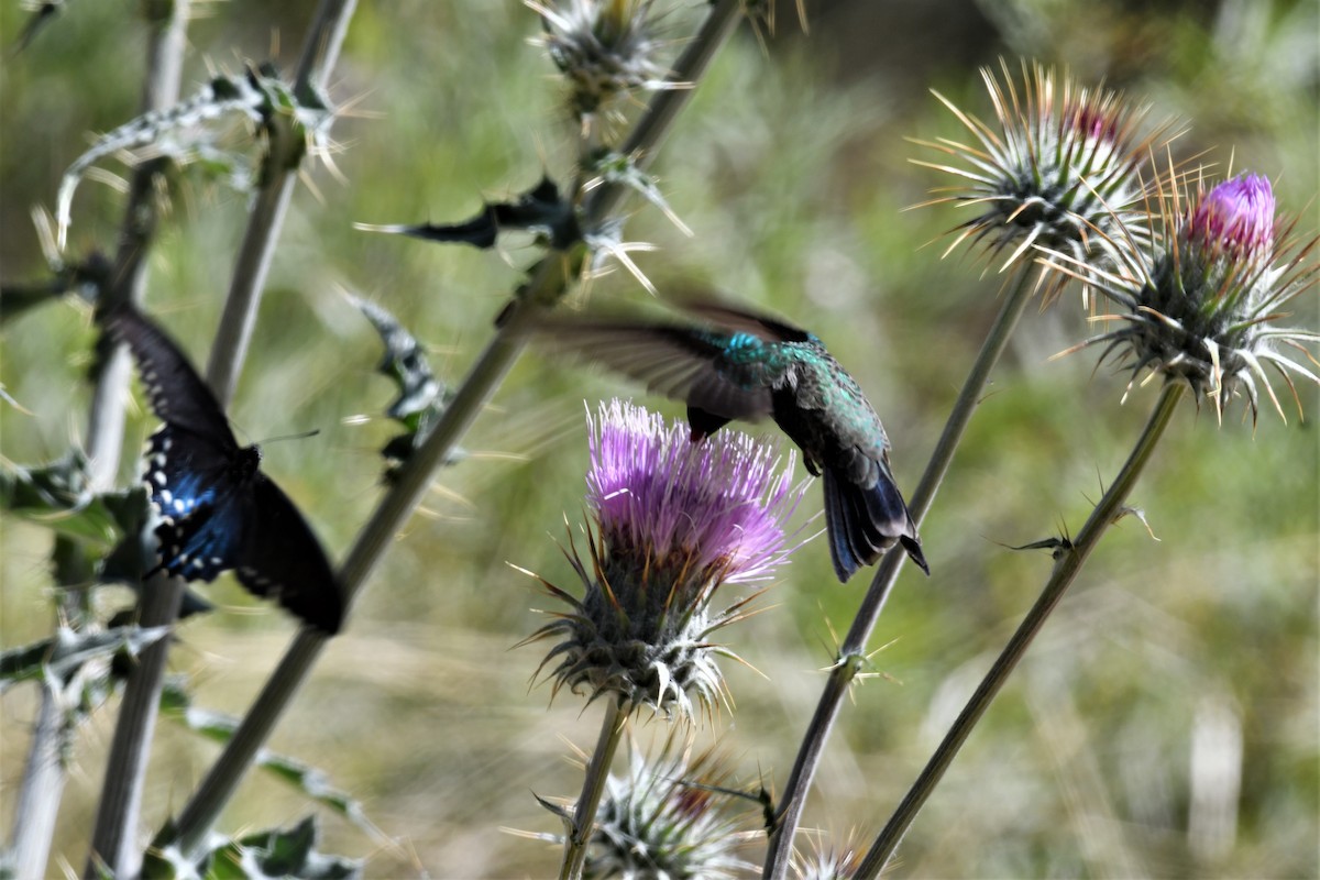 Broad-billed Hummingbird - ML561462511