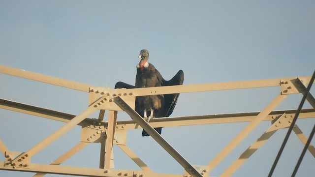 Andean Condor - ML561463071