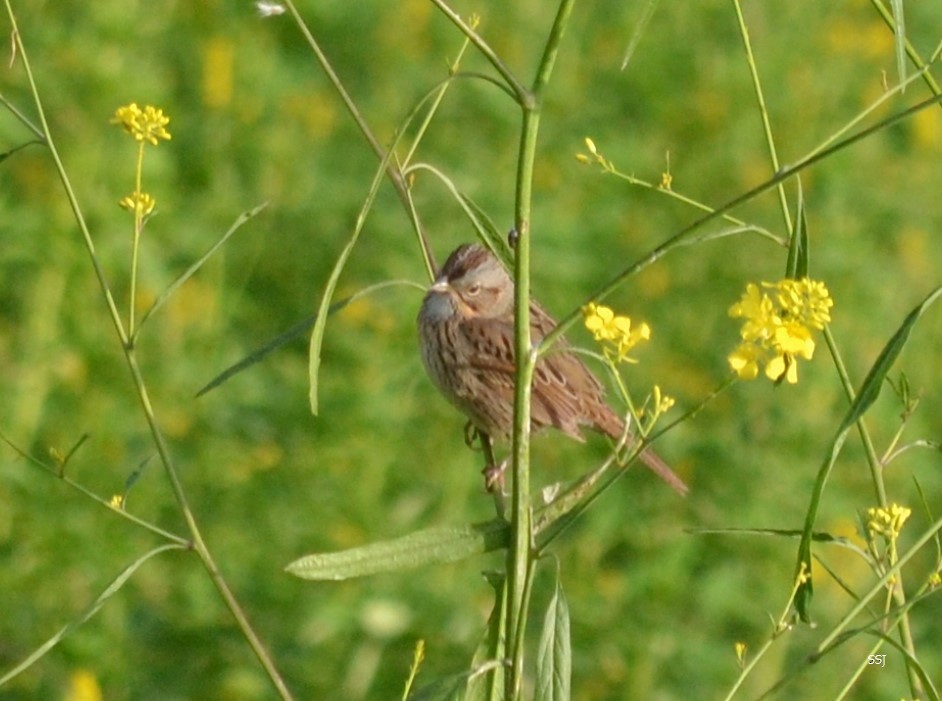 Lincoln's Sparrow - ML561463181