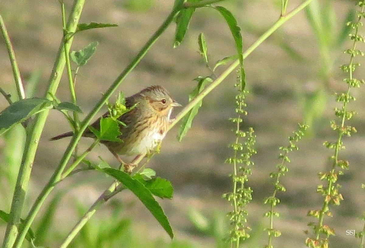 Lincoln's Sparrow - ML561463261