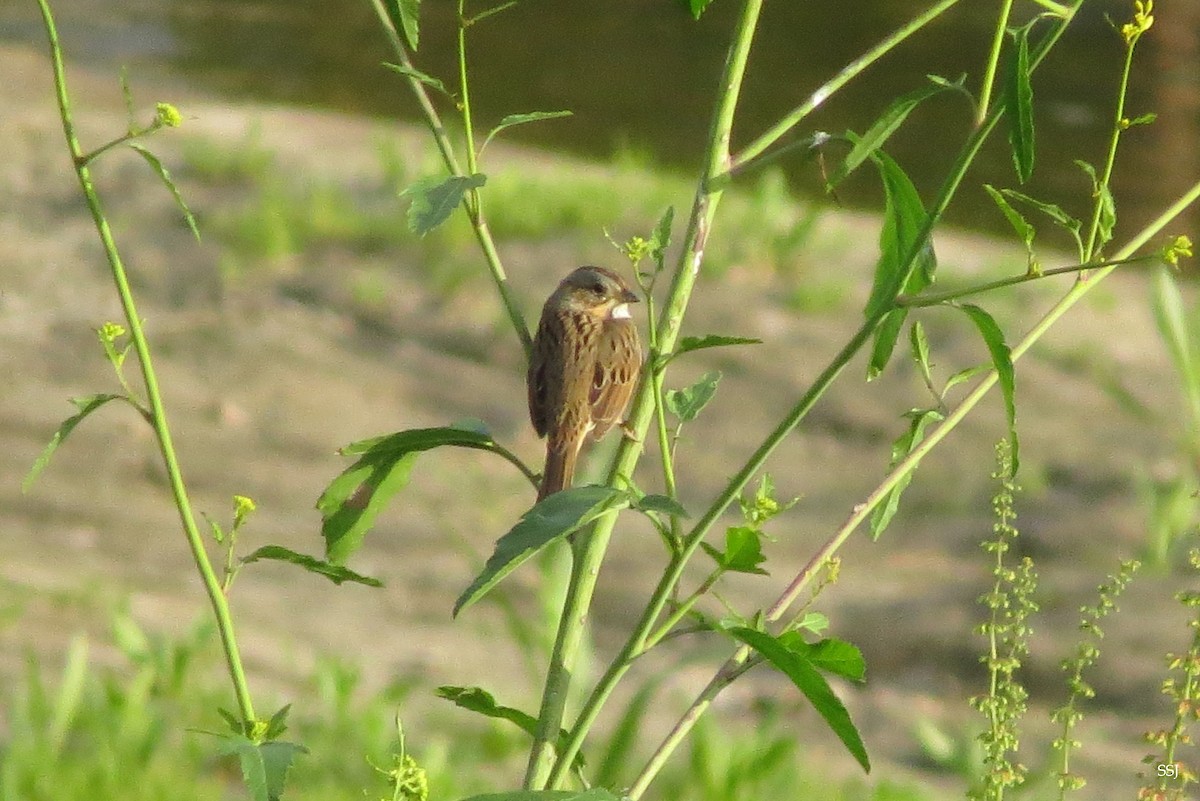 Lincoln's Sparrow - ML561463701