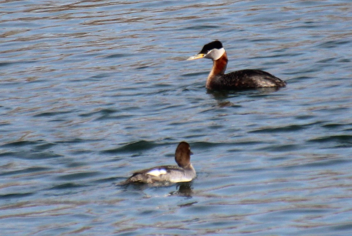 Red-necked Grebe - Elaine Cassidy