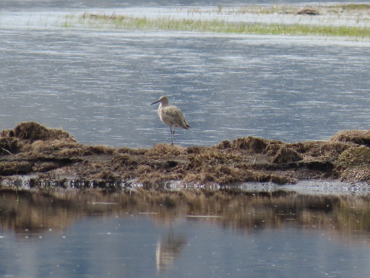 Willet - ML561465471