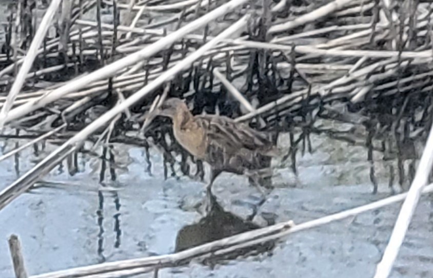 Clapper Rail - ML561466251