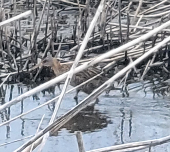 Clapper Rail - ML561466261