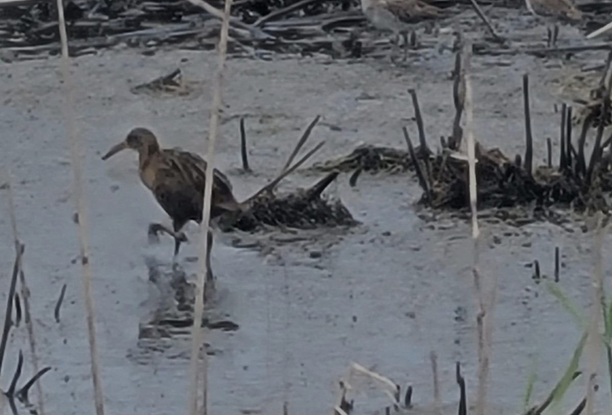 Clapper Rail - ML561466281