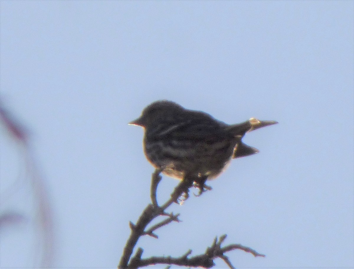 Pine Siskin - ML561466371