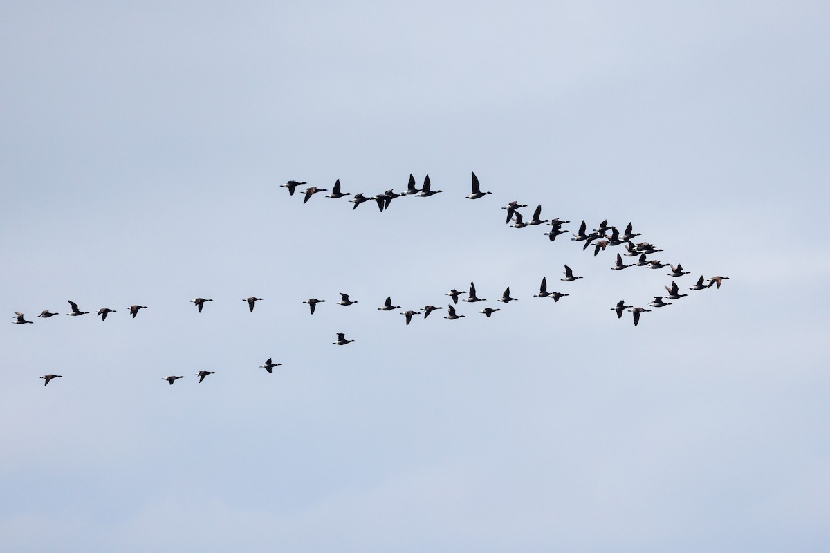 Brant - ML561466641