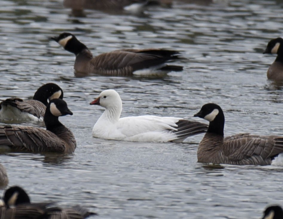 Ross's Goose - ML561466771