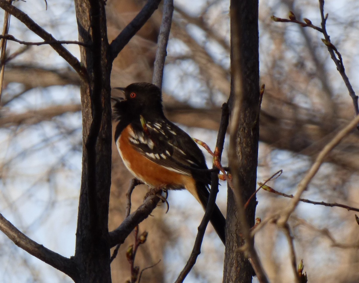Spotted Towhee - ML561466881