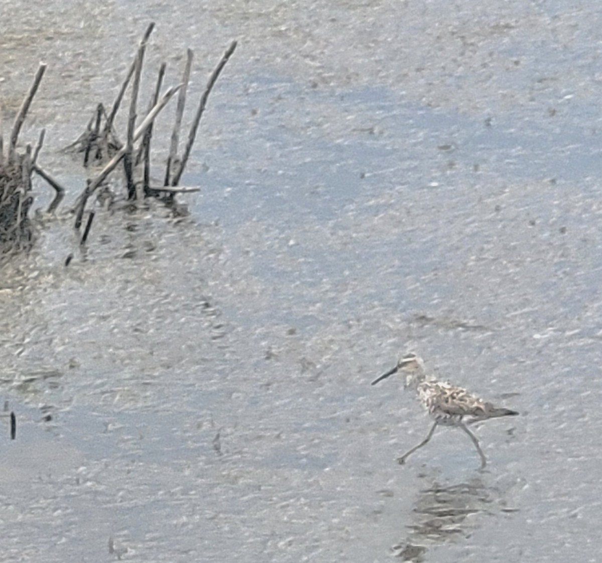 Stilt Sandpiper - ML561467041