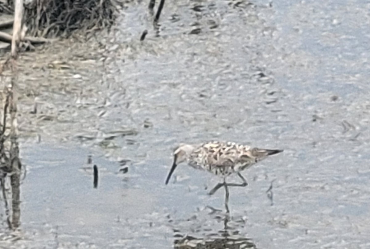 Stilt Sandpiper - David Price