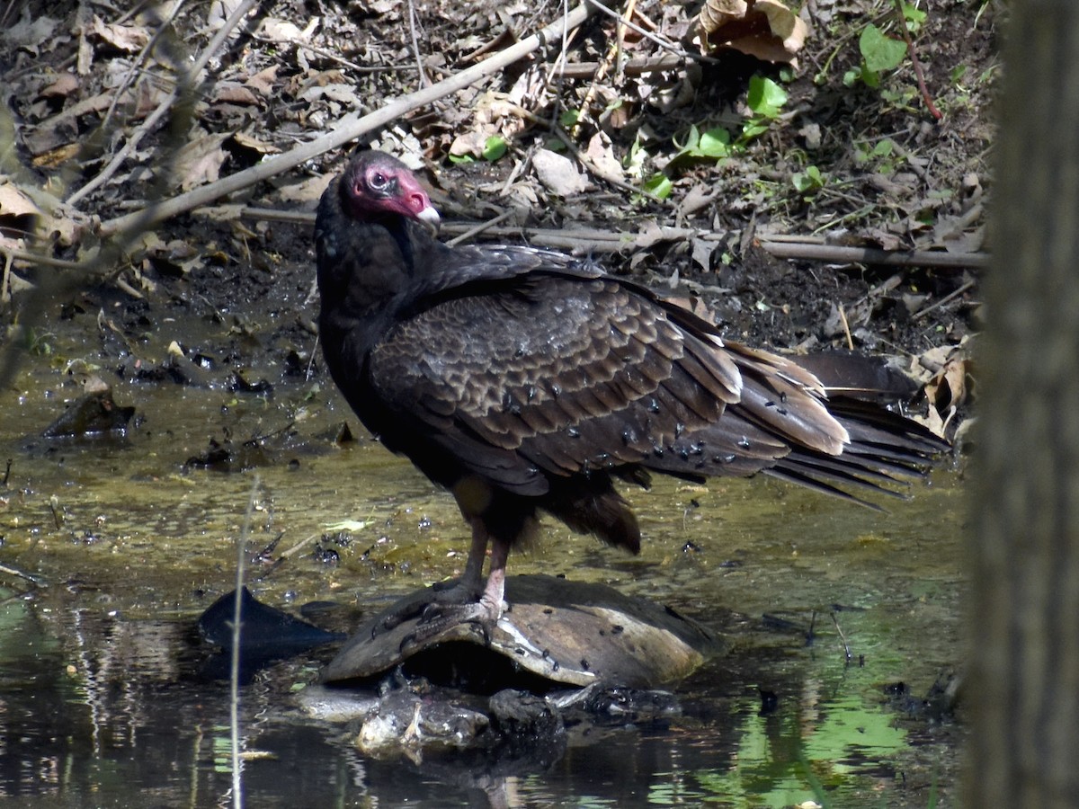 Turkey Vulture - ML561467221