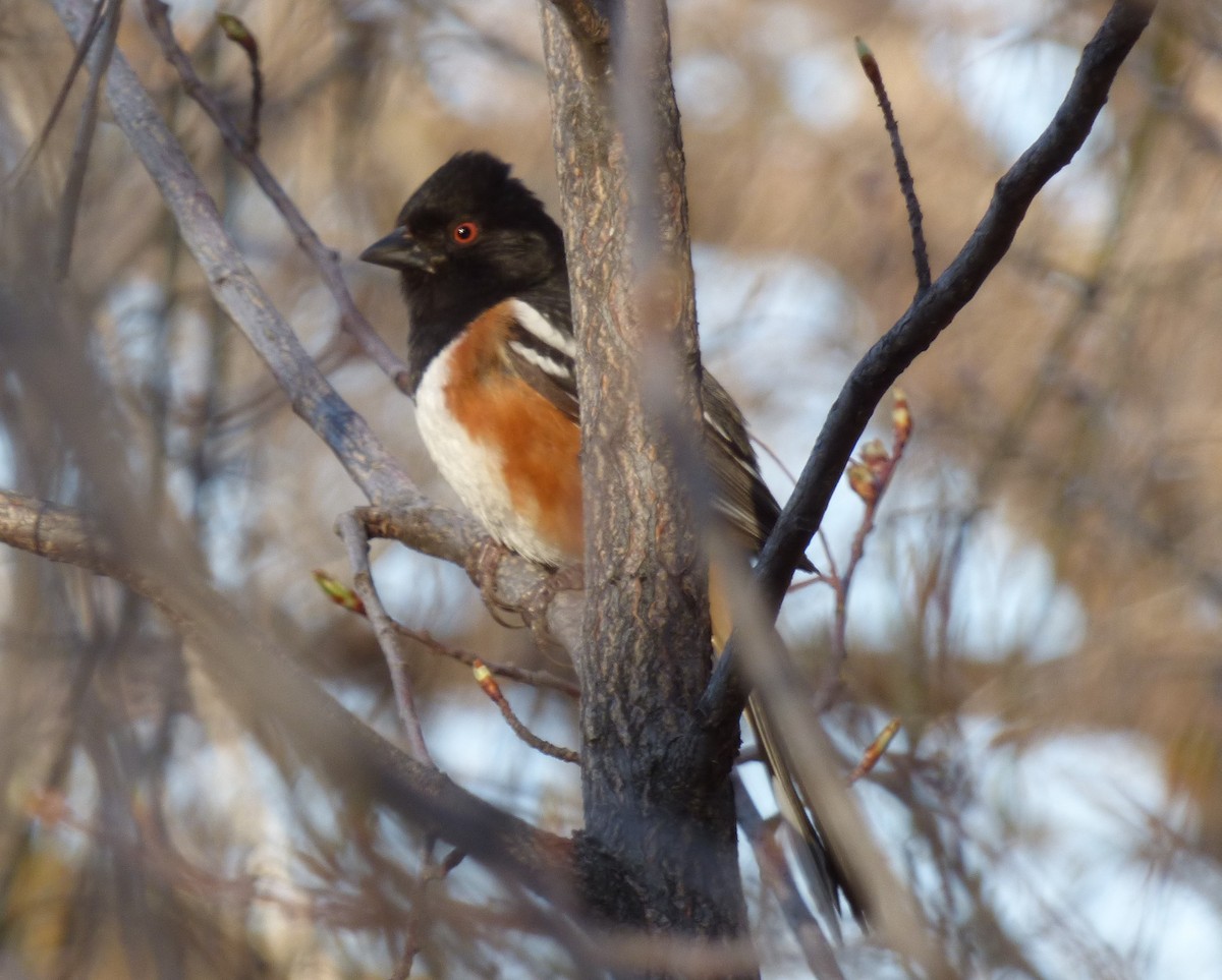 Spotted Towhee - ML561467341