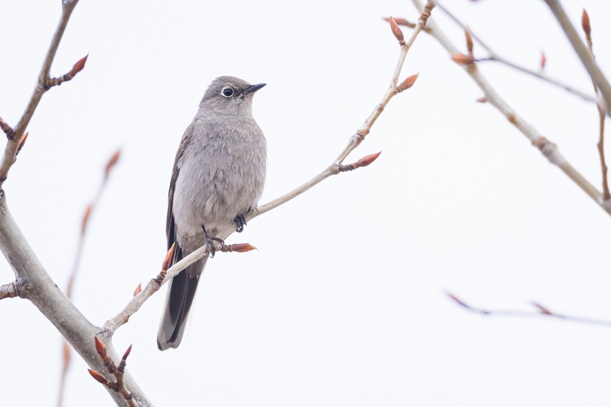 Townsend's Solitaire - ML561467481