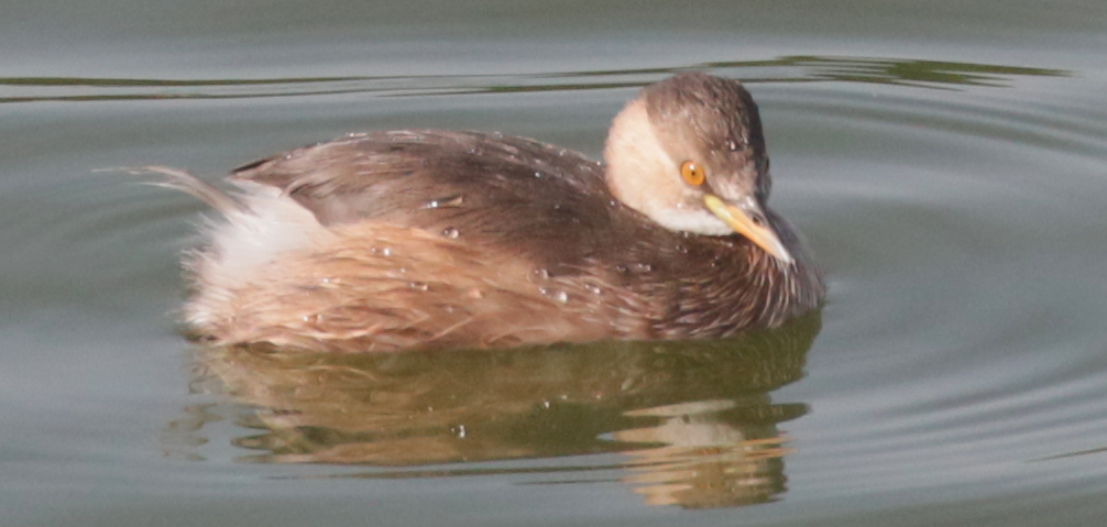 Little Grebe - ML561467941