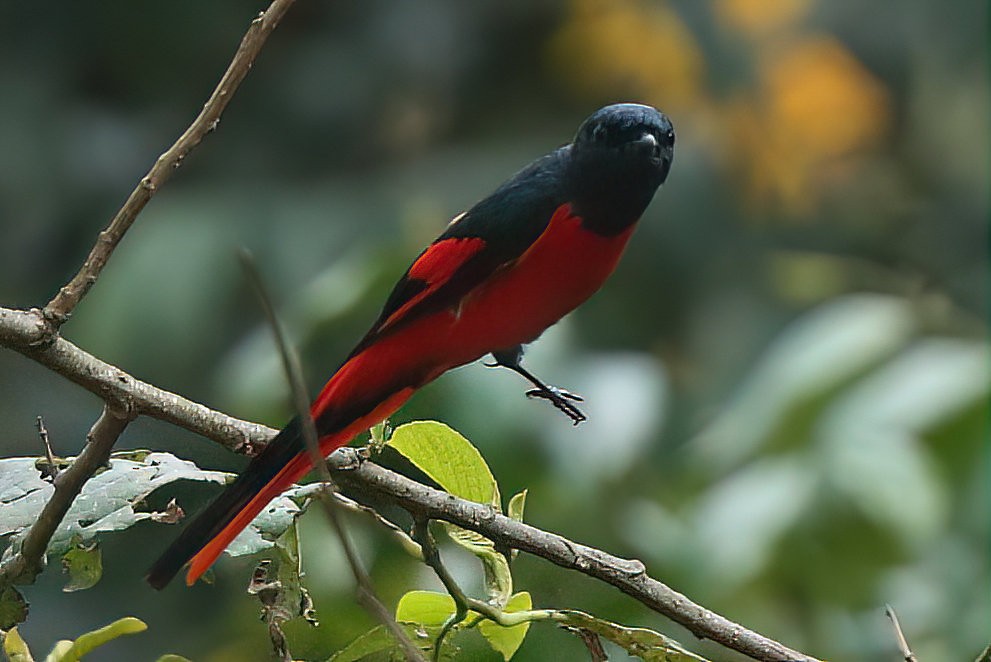 Short-billed Minivet - ML561468081