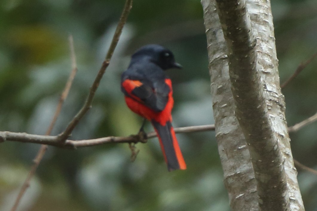 Short-billed Minivet - ML561468091