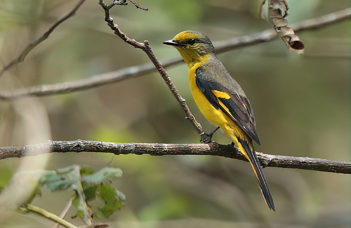 Short-billed Minivet - ML561468111