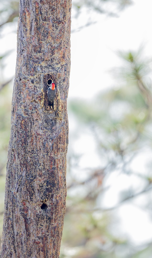 Red-bellied Woodpecker - ML561468191