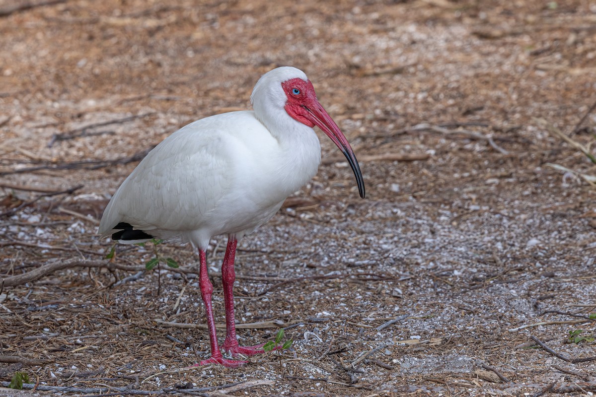 White Ibis - Scott Coupland