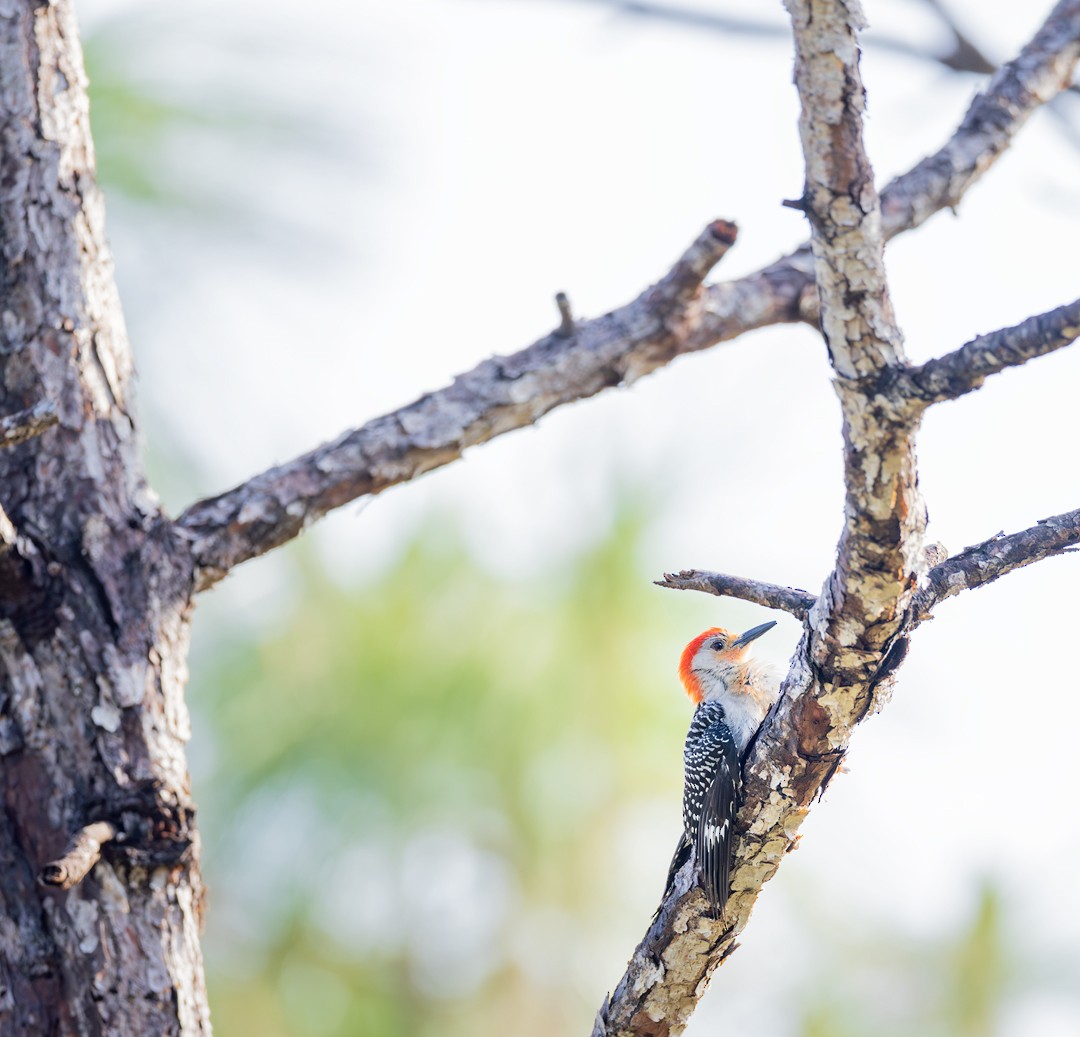 Red-bellied Woodpecker - ML561468331