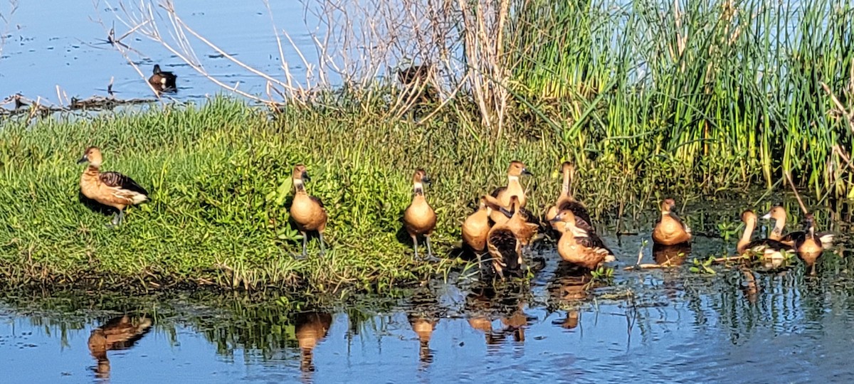 Dendrocigna fulva - ML561468841