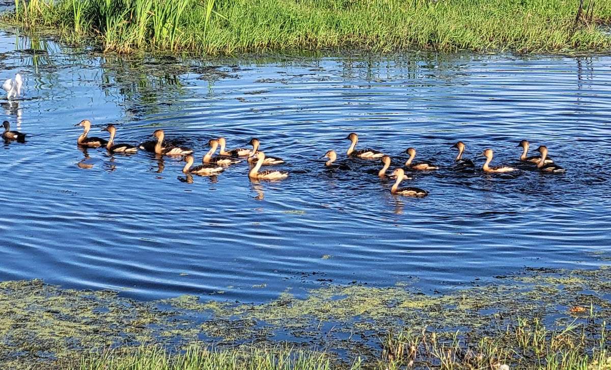 Fulvous Whistling-Duck - ML561468851
