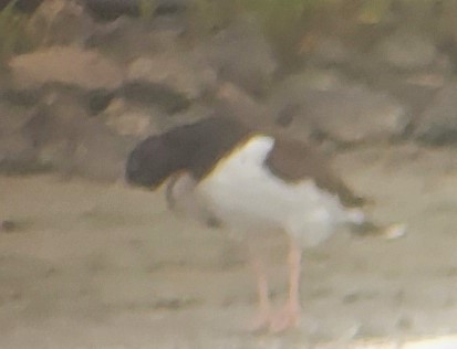 American Oystercatcher - ML561469271