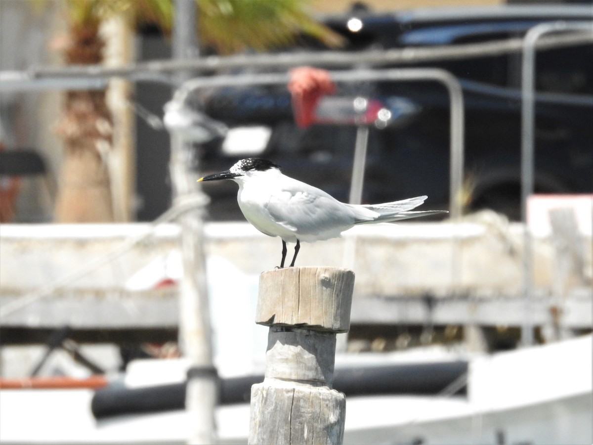 Sandwich Tern - ML561469971