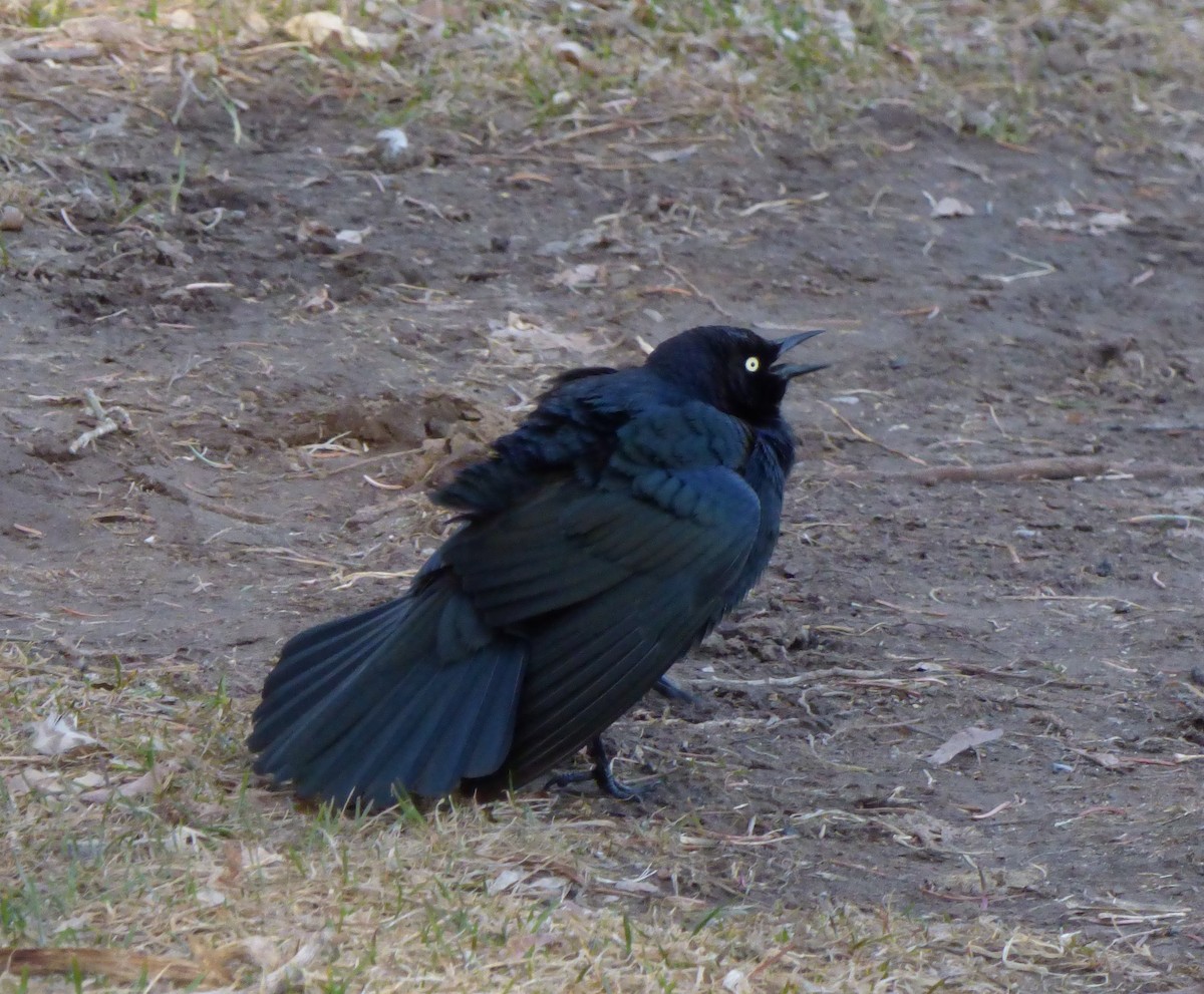 Brewer's Blackbird - Steven Wilson