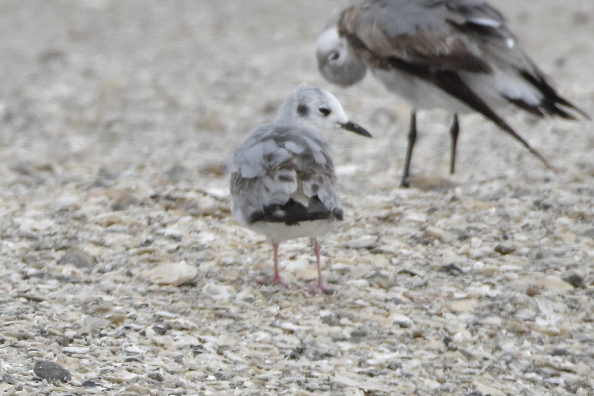 Mouette de Bonaparte - ML561470821