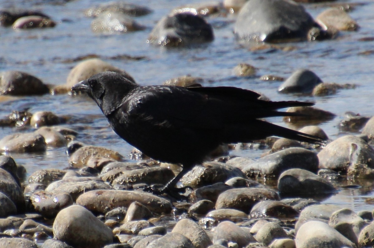 American Crow - ML561471131