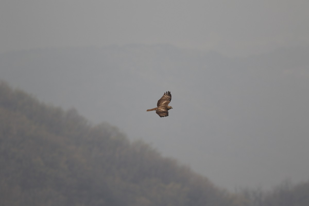 Eastern Buzzard - Yefan Zhi