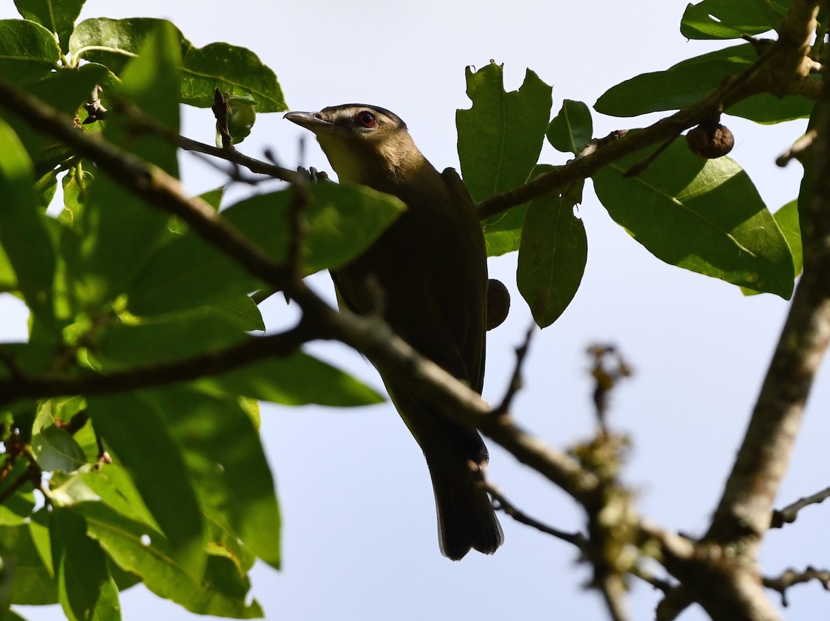 Red-eyed Vireo - ML561471261