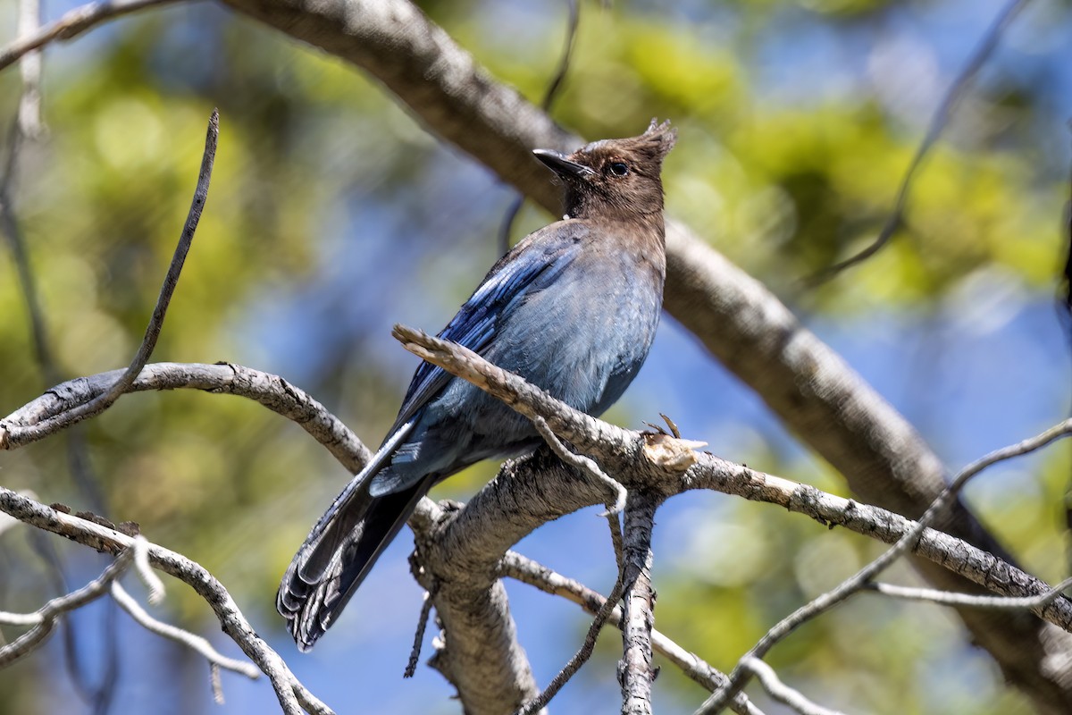 ステラーカケス - ML561471681