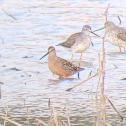 Short-billed/Long-billed Dowitcher - ML561472151