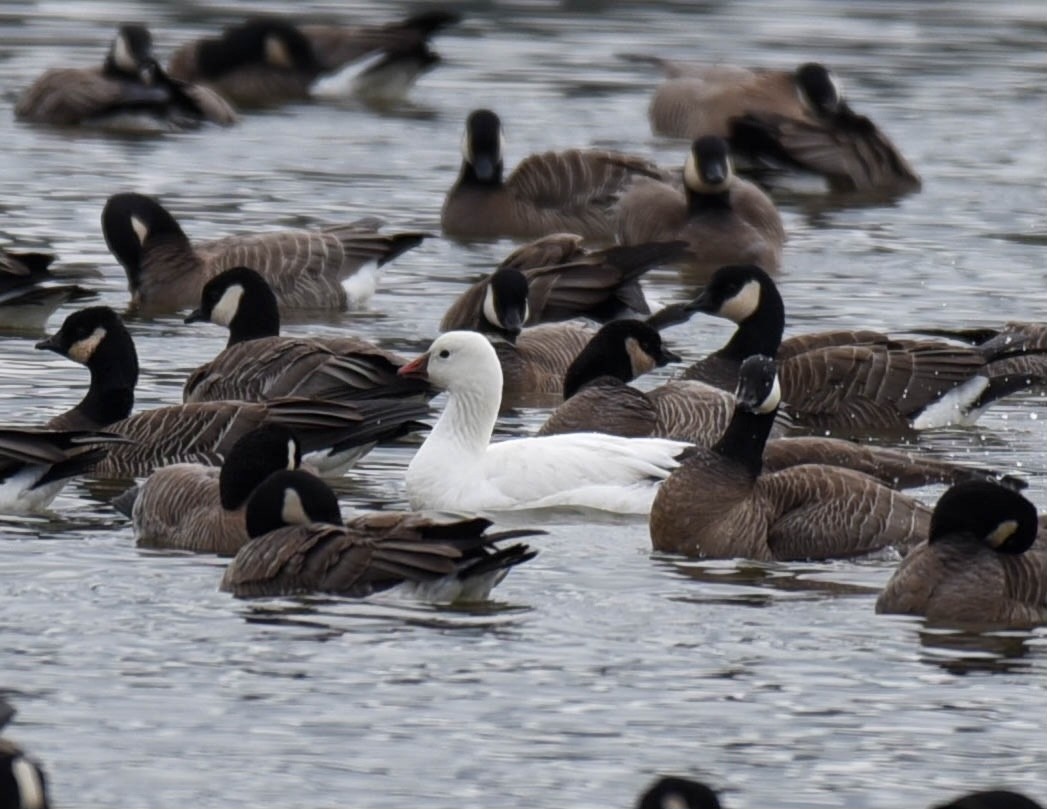 Ross's Goose - ML561472641